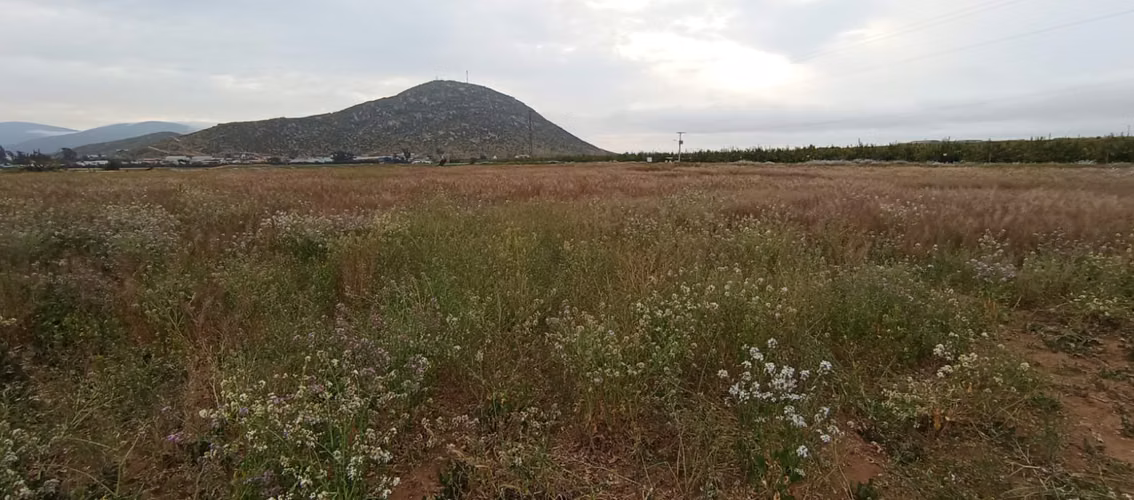 SE VENDE TERRENO DE 5.000 M² EN PAN DE AZÚCAR, COQUIMBO