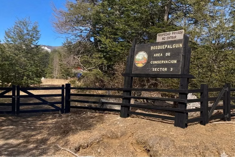 Parcela en venta - bosque palguín - pucón