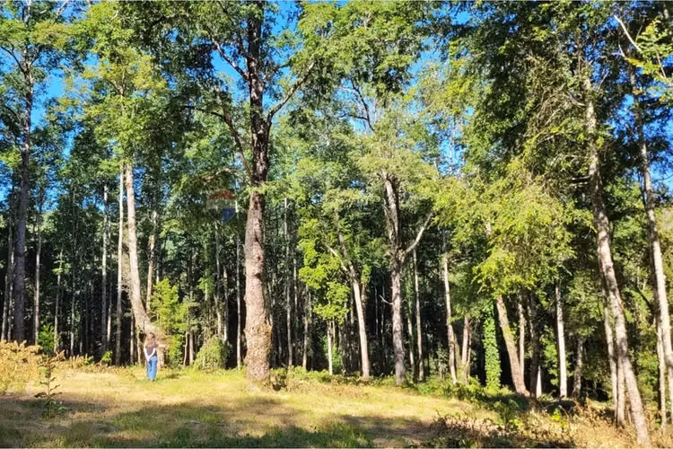 Venta parcela reserva nativa pedregoso, villarrica