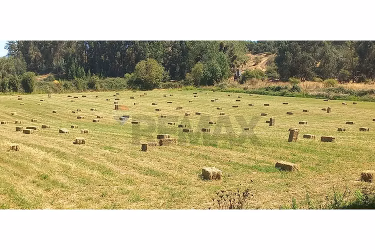 Predio en venta, las cabras (vi region) 92 hás - Imagen 7