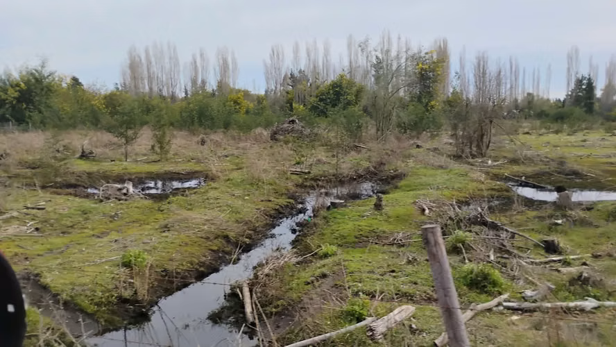 PARCELAS PLANAS EN YUNGAY REGION DE ÑUBLE - Imagen 2