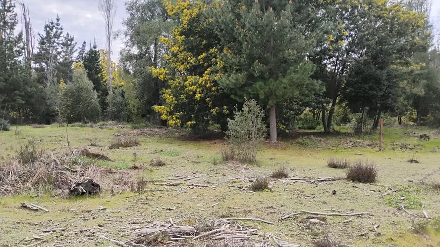 PARCELAS CON ORILLA DE RIO EN YUNGAY - Imagen 15