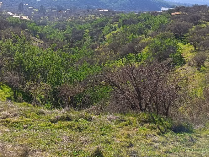 Terreno en Limache, cercano al peaje los Laureles. - Imagen 10