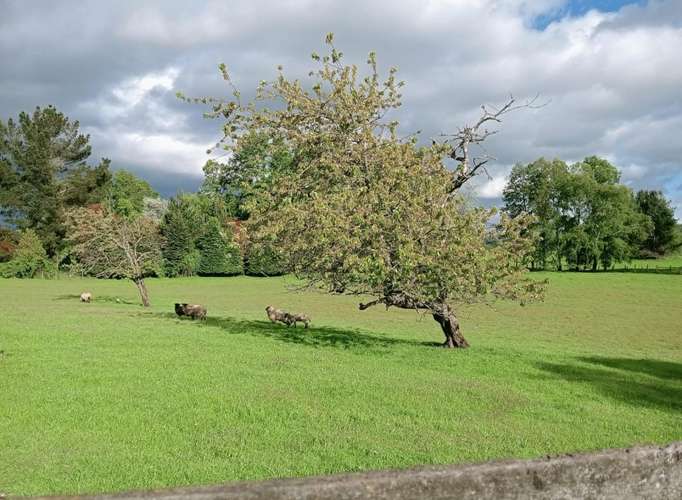Parcela cercana a Lago Ranco