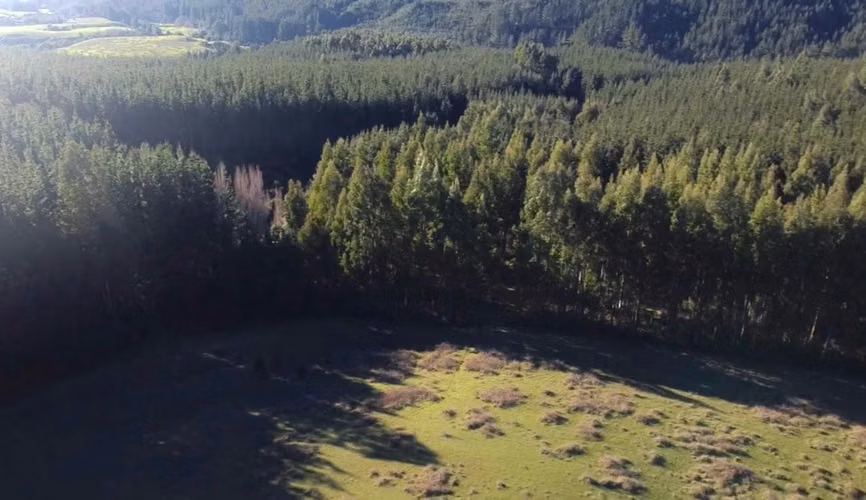 CAMPO DE 4 HECTÁREAS CON EUCALIPTOS  EN LA UNIÓN - Imagen 5