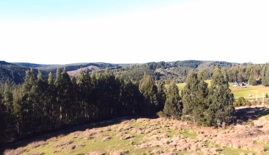 CAMPO DE 4 HECTÁREAS CON EUCALIPTOS  EN LA UNIÓN - Imagen 3