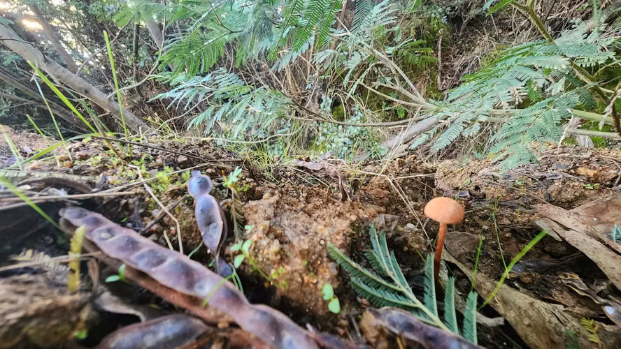 Parcelas, Terrenos, Copiulemu, Florida, 25 min Concepción