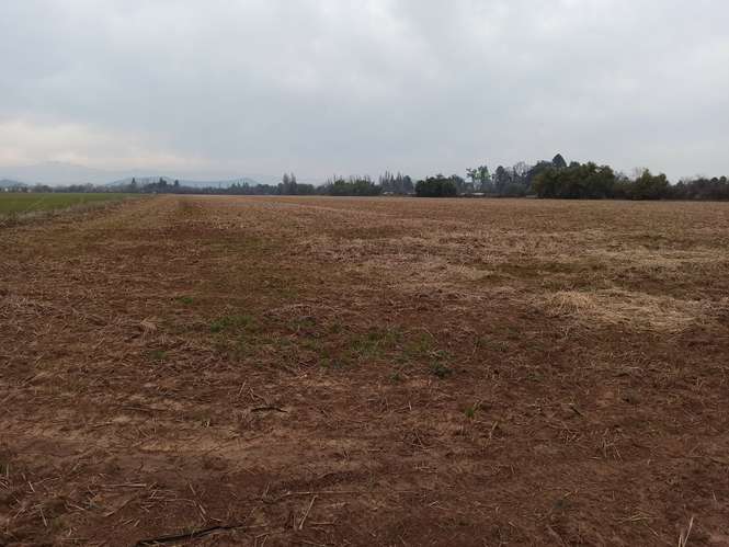 CAMPO, AGRÍCOLA EN VENTA, 16,4 HA, SAN CLEMENTE
