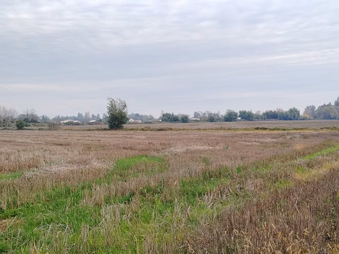 12 HA EXCELENTE SUELO AGUA BUEN ACCESO SAN CLEMENTE VII R