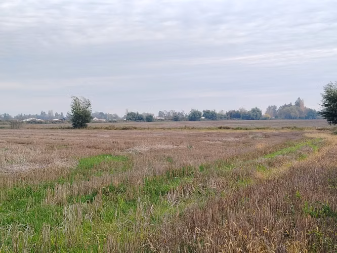 EXCELENTE CAMPO DE 12 HA VERSATIL E IDEAL PARA INVERSION - Imagen 8