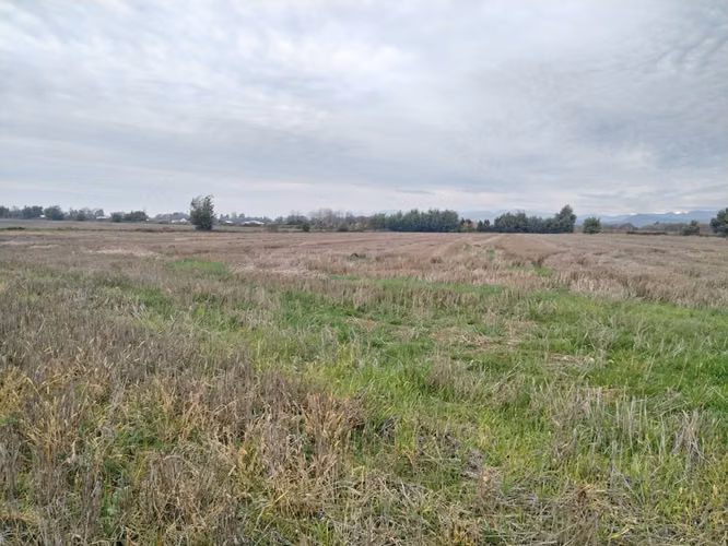 EXCELENTE CAMPO DE 12 HA VERSATIL E IDEAL PARA INVERSION - Imagen 3