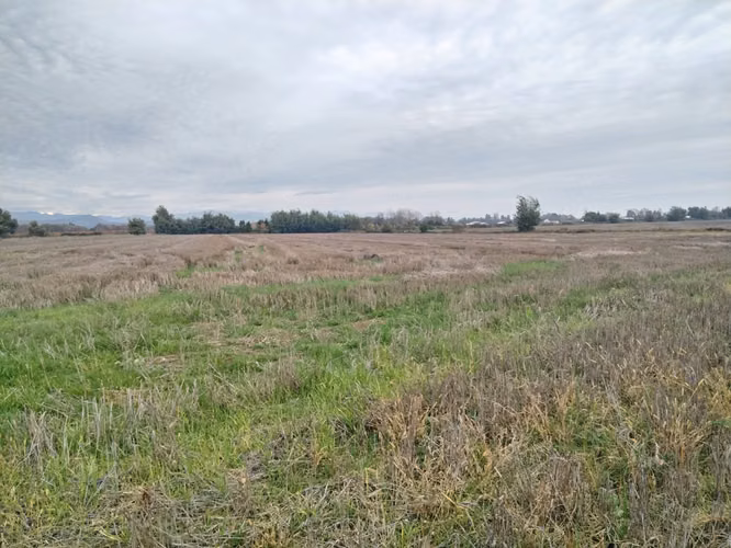 EXCELENTE CAMPO DE 12 HA VERSATIL E IDEAL PARA INVERSION - Imagen 15