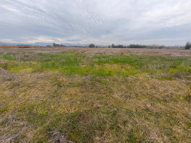 EXCELENTE CAMPO DE 12 HA VERSATIL E IDEAL PARA INVERSION - Imagen 7