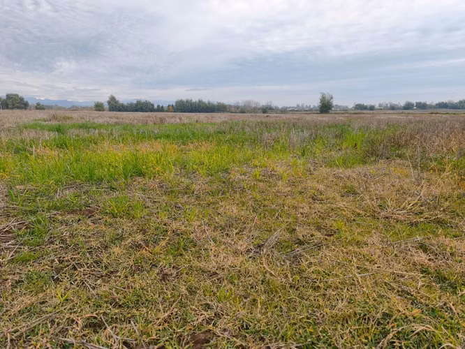 EXCELENTE CAMPO DE 12 HA VERSATIL E IDEAL PARA INVERSION - Imagen 5