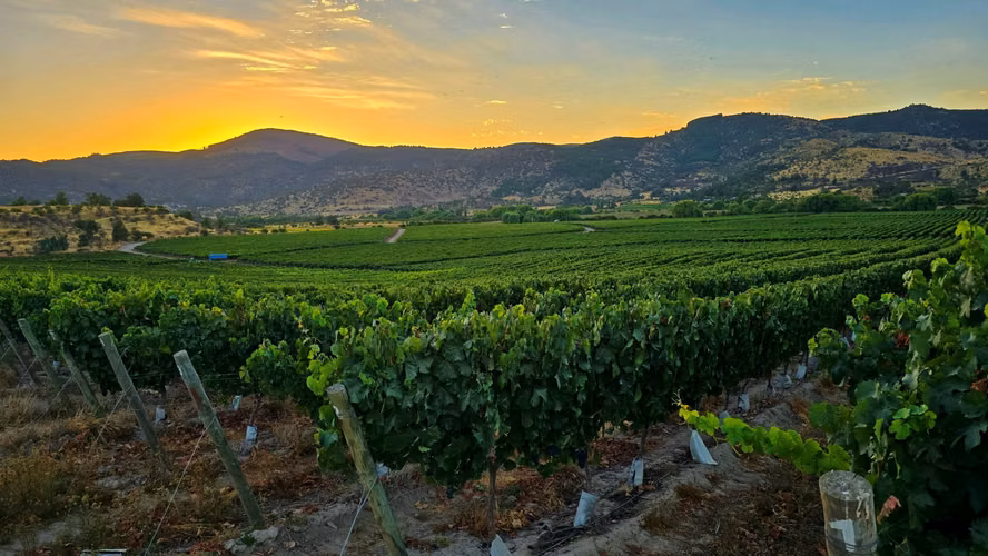 CAMPO CON VIÑEDO, PROPIEDAD AGRÍCOLA EN PENCAHUE, 100 HA