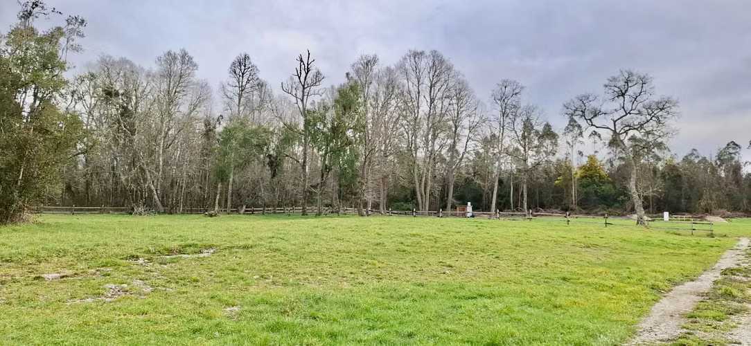 PARCELA DE 5000 M2 EN FOLILCO LOS LAGOS - Imagen 6