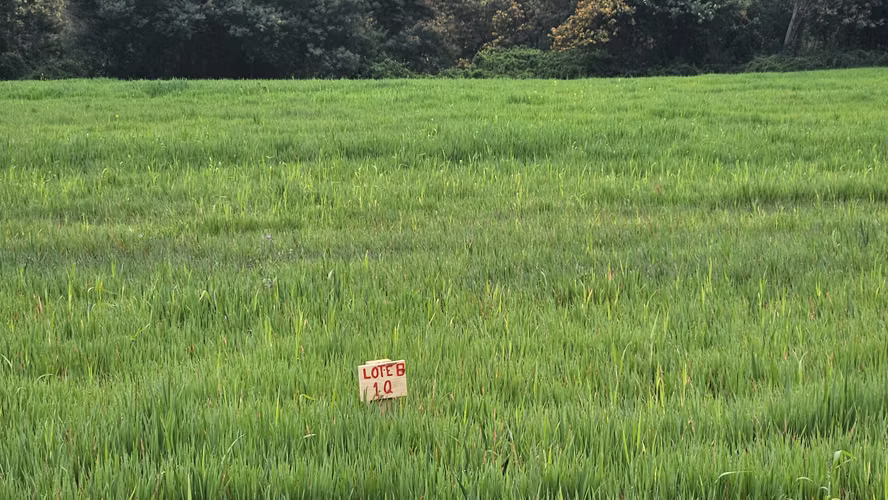 Terrenos de 5.000 metros cuadrados - Imagen 3