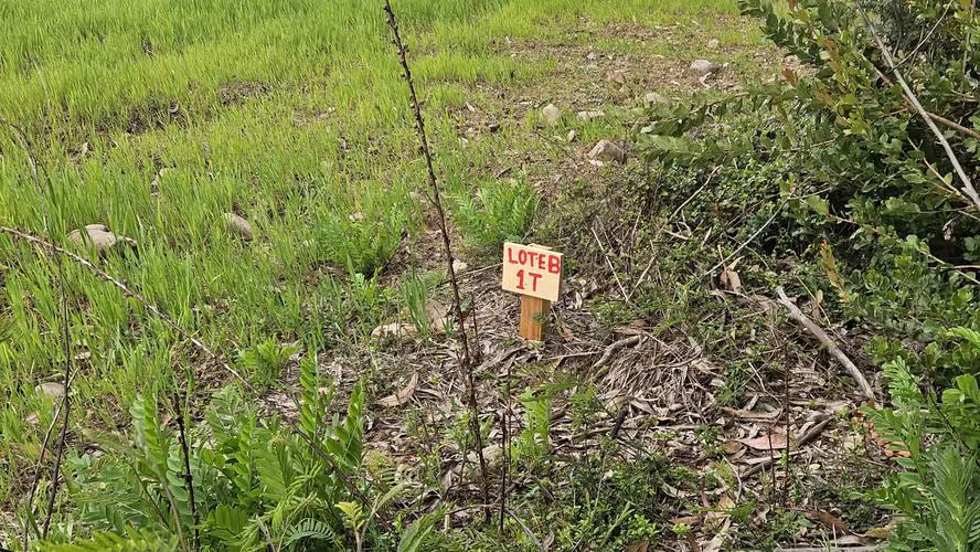 Terrenos de 5.000 metros cuadrados - Imagen 2