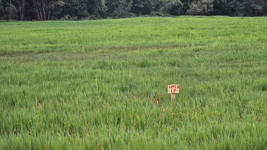 Terrenos de 5.000 metros cuadrados - Imagen 6
