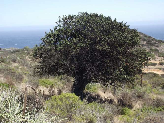 VENTA PARCELA, ROCAS DEL MAR, LOS MOLLES (183302)