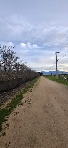 Parcela El Oliveto - Imagen 5