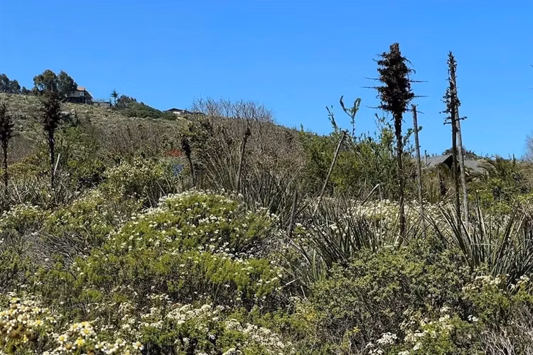 Parcela en rocas del mar | los molles | rol propio - Imagen 7