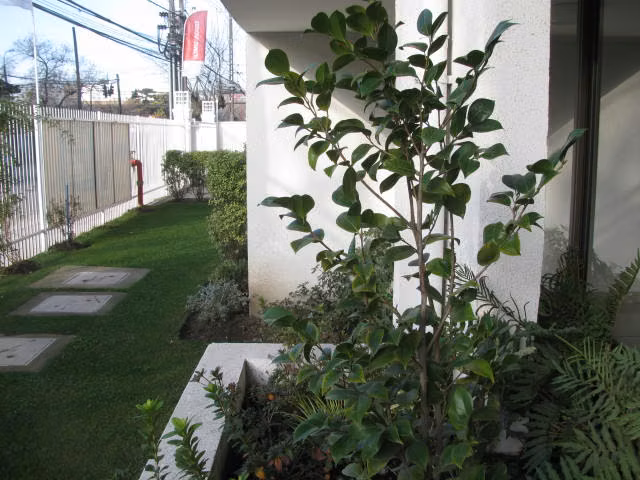 ARRIENDO DEPTO. CENTRAL TALCA - Imagen 5