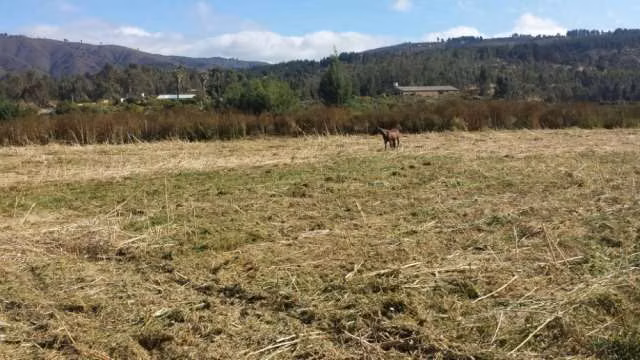 Cuidador de Parcela y Animales de Granja