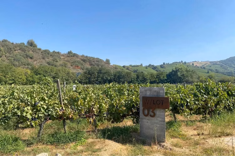 Winelot pircas de apalta