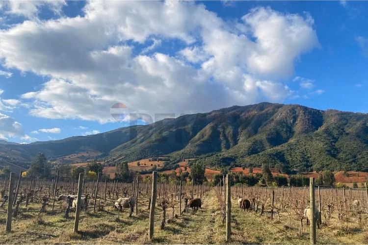 Winelot pircas de apalta