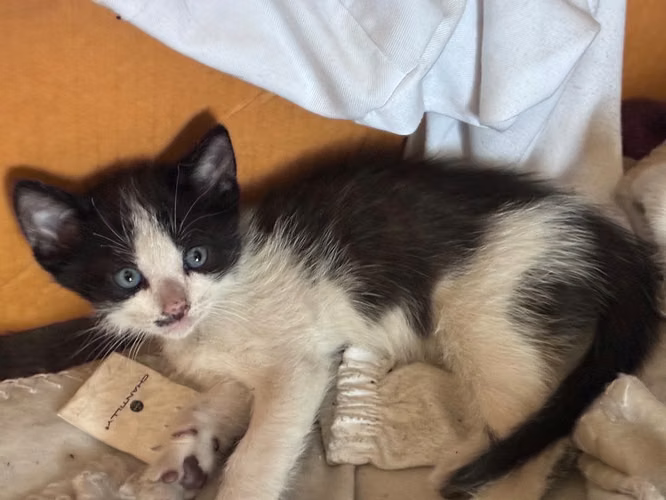 En adopción responsable gatitos Tuxedo o Esmoquin