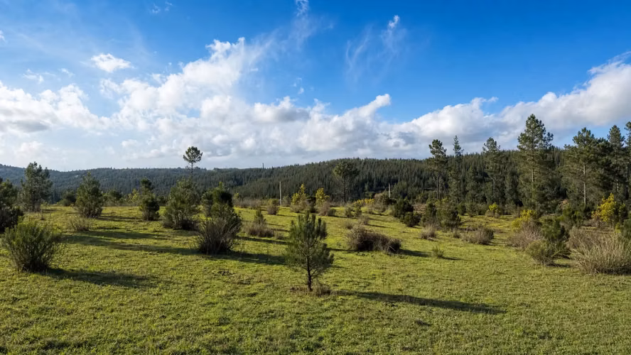 EXCELENTE TERRENO EN VENTA SECTOR COIPUE ALTO - Imagen 3