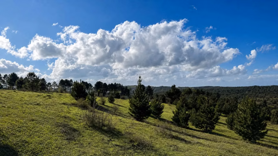 EXCELENTE TERRENO EN VENTA SECTOR COIPUE ALTO - Imagen 8