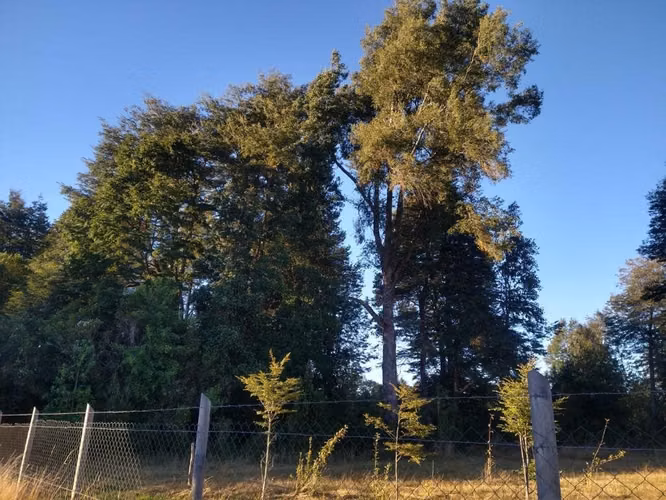PARCELAS EN VENTA, PANGUILELFÚN, DESDE $35 Y HASTA $60 MILLONES, REGIÓN DE LOS RÍOS