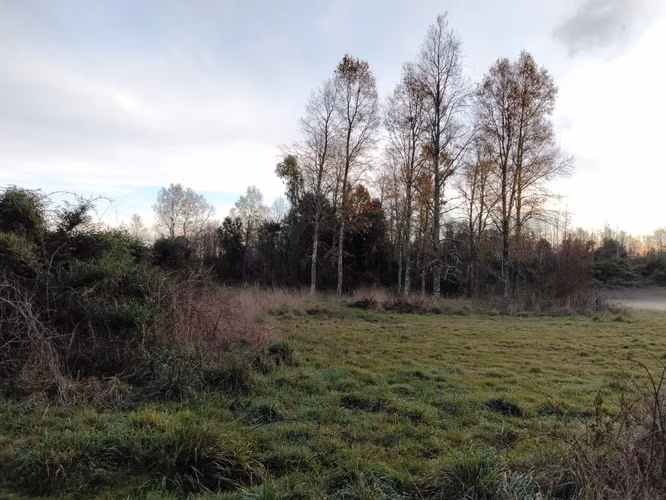 CAMPO DE 3 HECTÁREAS EN VENTA, SANTA REGINA, REGIÓN DE LOS RÍOS