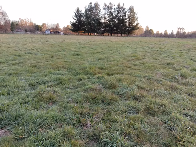 CAMPO DE 3 HECTÁREAS EN VENTA, SANTA REGINA, REGIÓN DE LOS RÍOS