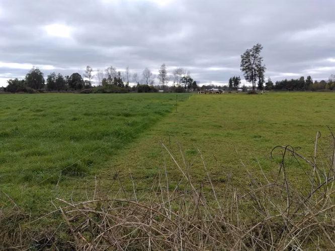 EN VENTA CAMPO DE 4 HECTÁREAS, LOS ESTEROS, LA UNIÓN