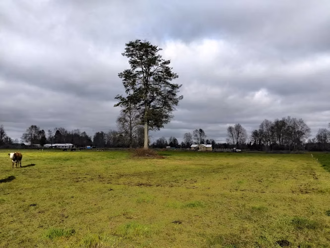 EN VENTA CAMPO DE 4 HECTÁREAS, LOS ESTEROS, LA UNIÓN