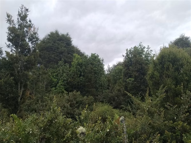 Sitio en venta en Calbuco - Imagen 13