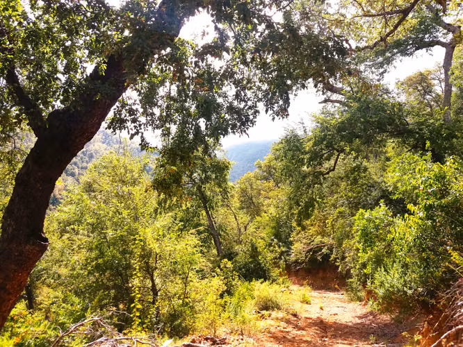 Se vende hermosa parcela rural de 4,36 hectáreas