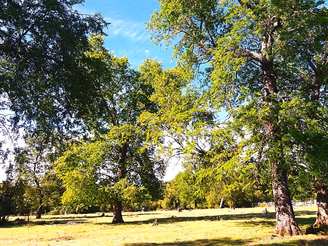 Parcela Santa Raquel 66,1 ha con río y bosque nativo
