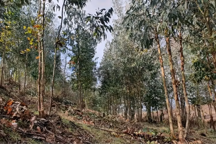 "invierte en terreno residencial en traiguén"