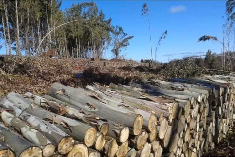 "invierte en terreno residencial en traiguén"