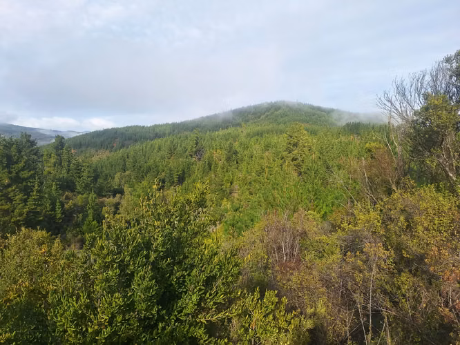 24 hectáreas en Las Palmas de Toconey, Pencahue. Talca - Imagen 11