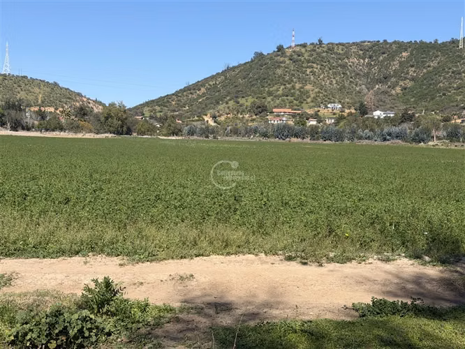 Agrícola en arriendo en Melipilla - Imagen 14