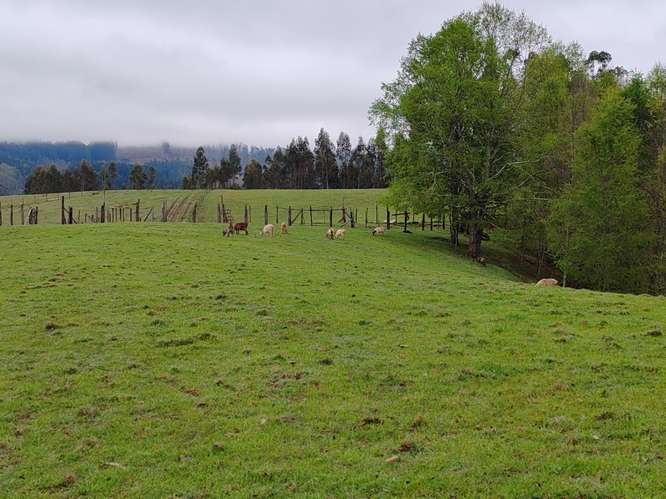 MARA CAMPO DE 18,6 HECTÁREAS CON BOSQUE NATIVO EN