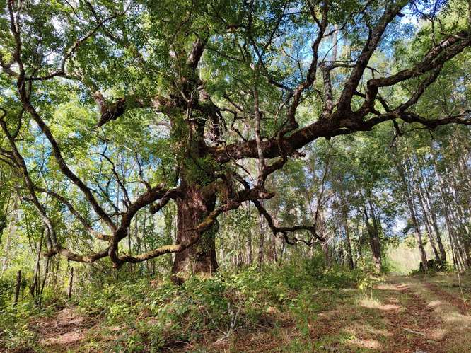 MARA CAMPO DE 18,6 HECTÁREAS CON BOSQUE NATIVO EN