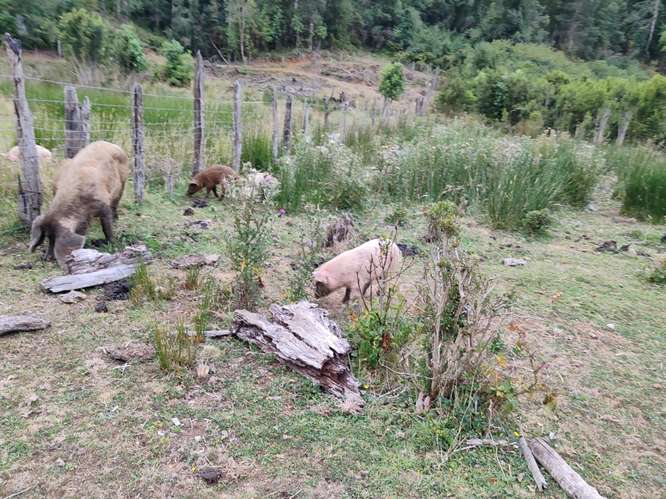 MARA CAMPO DE 18,6 HECTÁREAS CON BOSQUE NATIVO EN