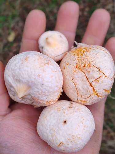 MARA CAMPO DE 18,6 HECTÁREAS CON BOSQUE NATIVO EN