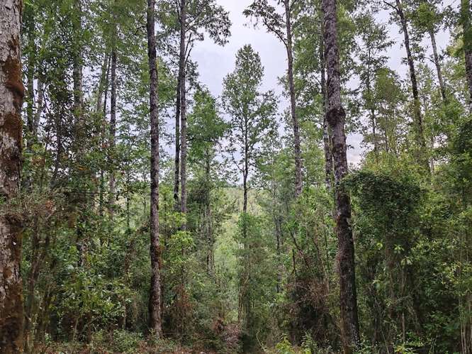MARA CAMPO DE 18,6 HECTÁREAS CON BOSQUE NATIVO EN